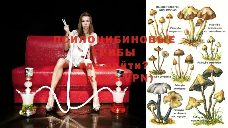 ссылка на мегу как зайти  Гороховец  Галлюциногенные грибы Psilocybe  где можно купить  